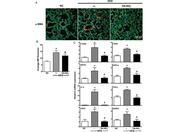 Immunofluorescence using Xanthine Oxidase